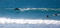Dolphin Surfing at Crescent